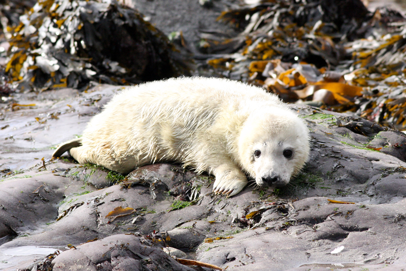 Wildlife and the Environment Caerfai Bay Caravan & Tent Park, St